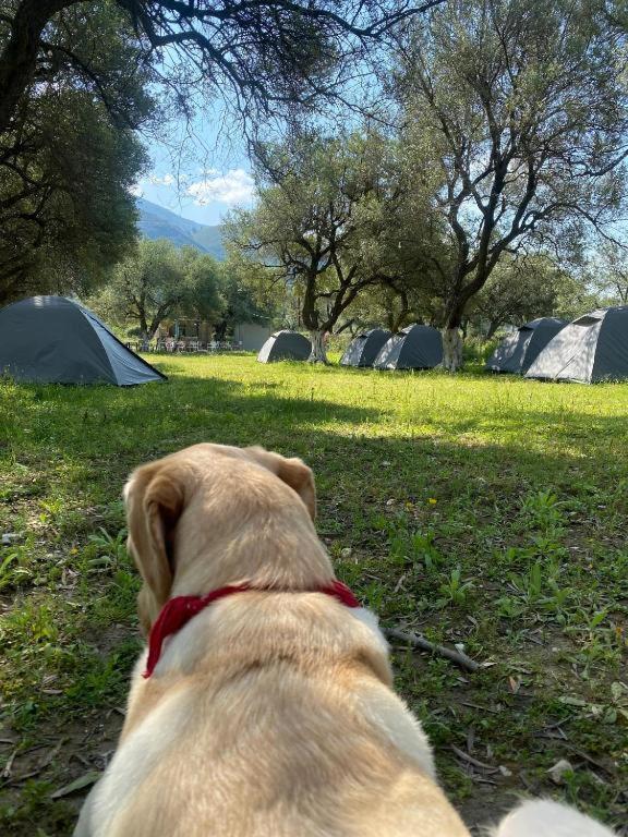 Готель Cika'S Camping Борш Екстер'єр фото